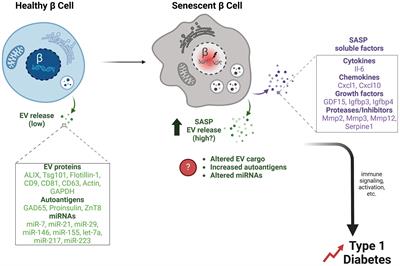 Exploring senescence as a modifier of β cell extracellular vesicles in type 1 diabetes